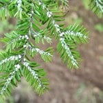 INSECT DAMAGE WOOLLY ADELGID 31