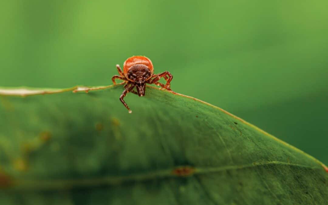 Mosquito, Flea, Tick & Weed Control Services for a Healthier Lawn