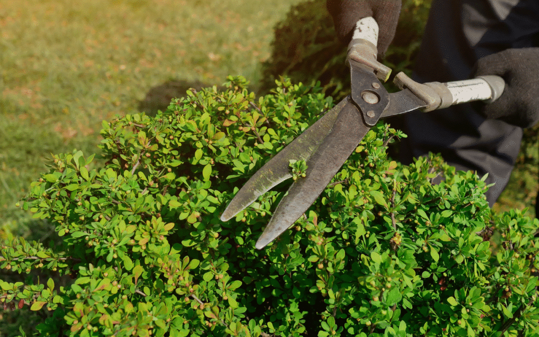 Shrub Trimming in Western MA