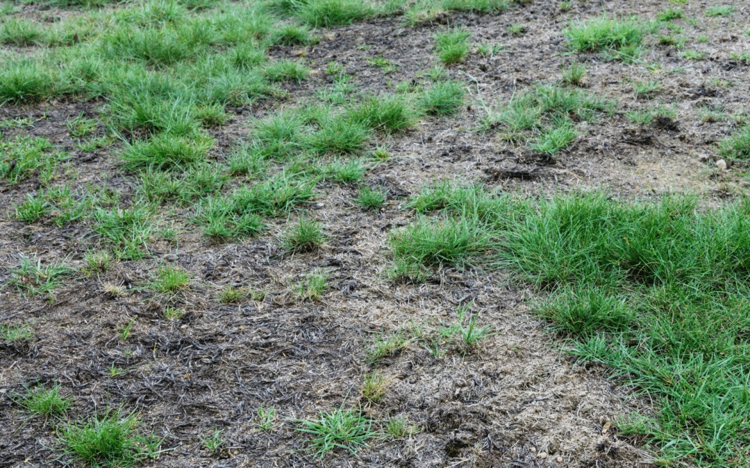 Lawn Disease Prevention