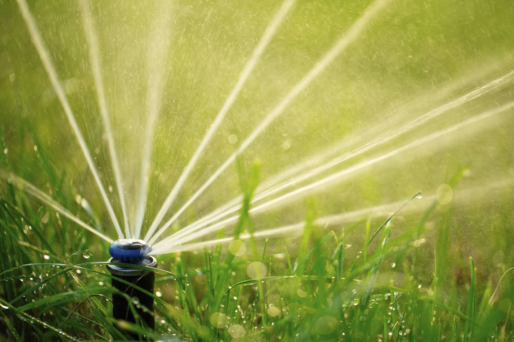 Worker spraying pesticide onto green lawn outdoors, closeup. Pest control